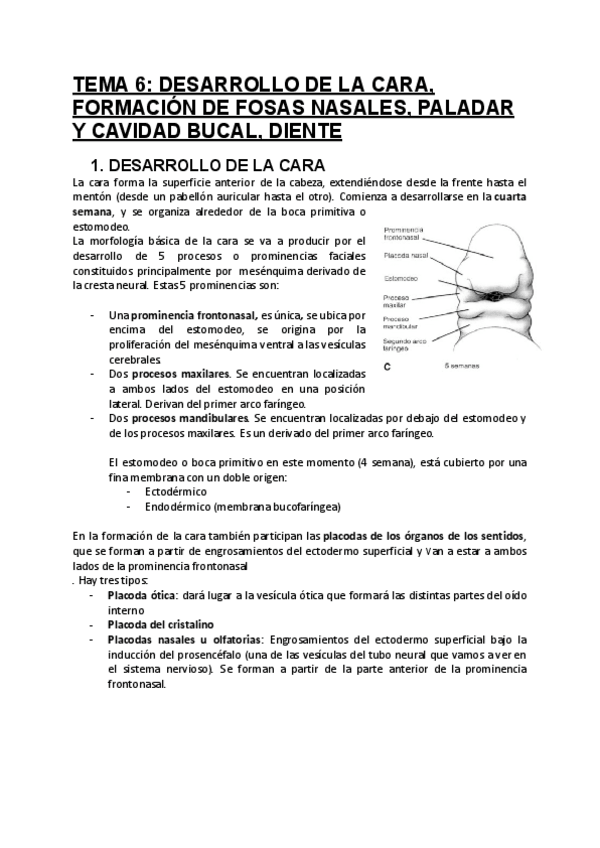 Miniatura del documento TEMA-6-Cara-fosas-nasales-paladar-y-cavidad-bucal-diente..pdf