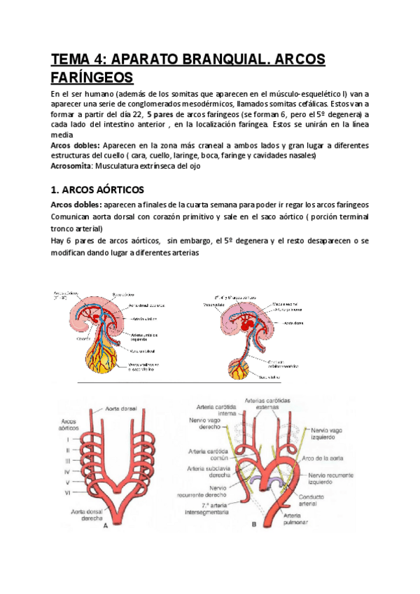 Miniatura del documento TEMA-4-Aparato-branquial.-Arcos-faringeos.pdf