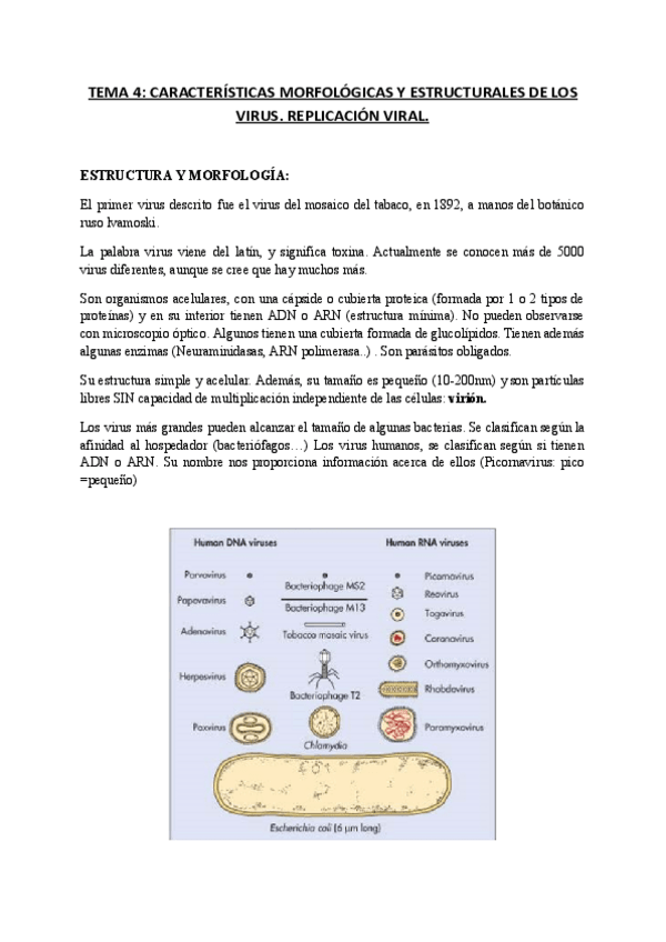 Miniatura del documento TEMA-4-Caracteristicas-morfologicas-y-ultraestructurales-de-los-virus.pdf