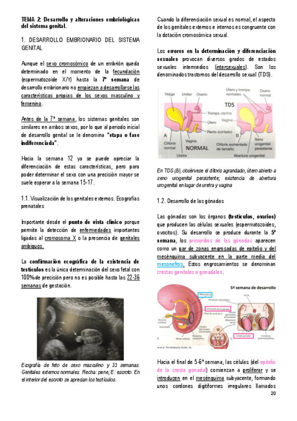 Miniatura del documento 2.-DESARROLLO-Y-ALTERACIONES-EMBRIOLOGICAS-DEL-SISTEMA-GENITAL.pdf