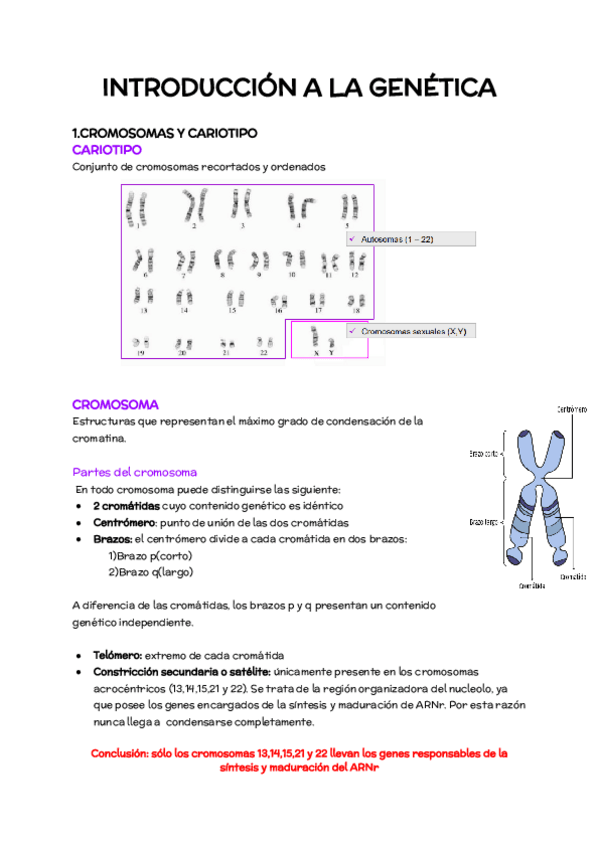 Miniatura del documento TEMA-1-INTRODUCCION.-CROMOSOMAS-Y-CARIOTIPO.pdf