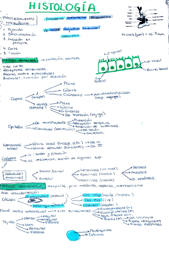 Miniatura del documento Resumen-Histologia-temario-completo.pdf