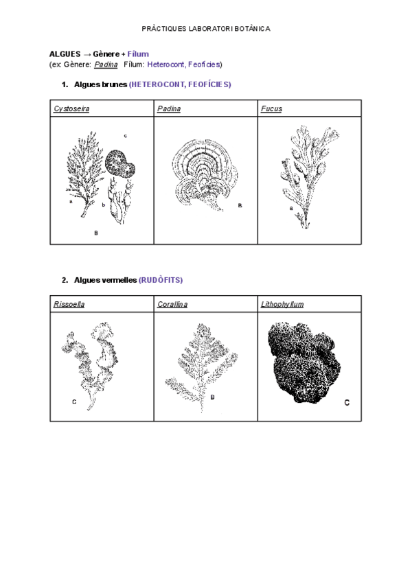 Miniatura del documento practiques-botanica.pdf