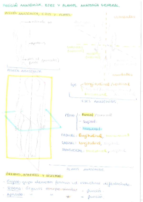 Miniatura del documento INTRODUCCION-ANATOMIA.pdf