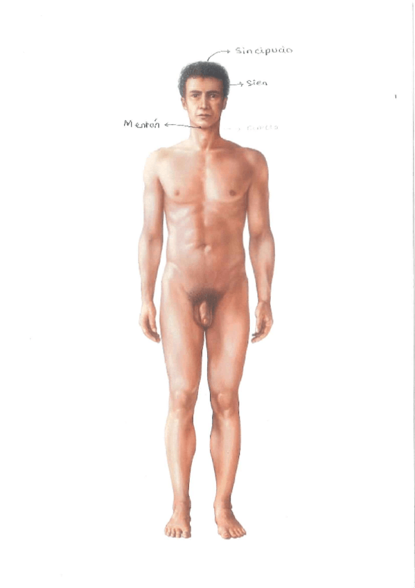 Miniatura del documento PARTES-CUERPO.pdf