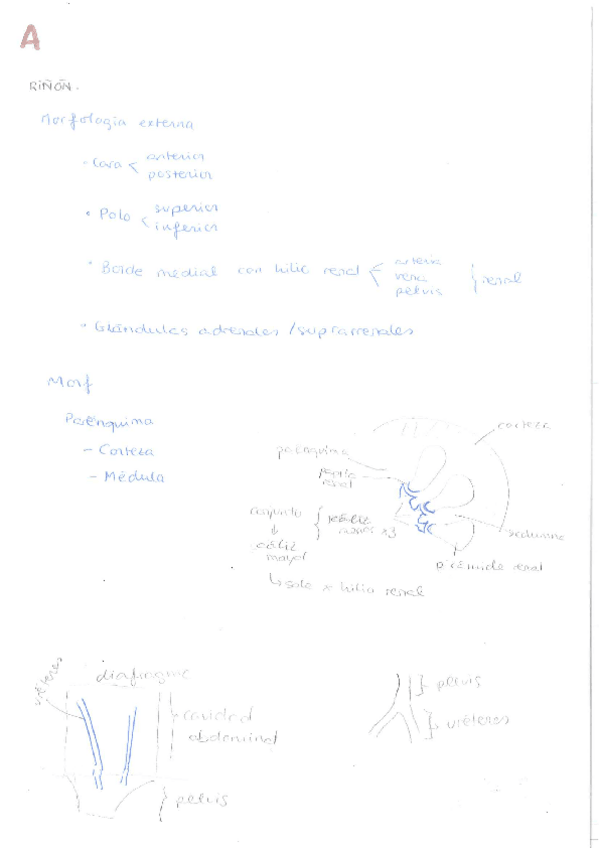 Miniatura del documento UROGENITAL-ENDOCRINO.pdf