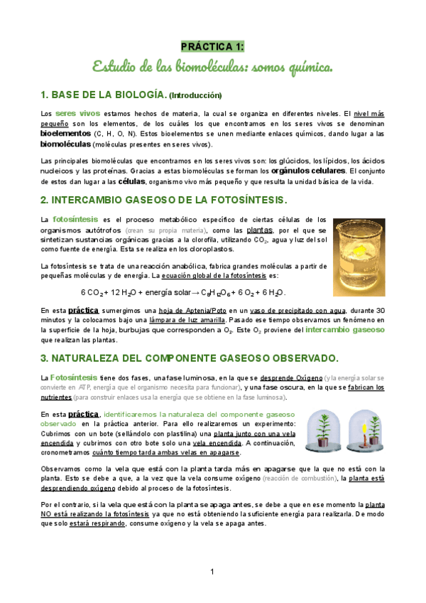 Miniatura del documento Todas-las-practicas-biologia.pdf