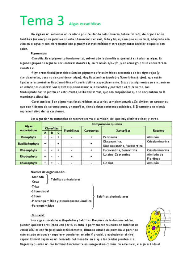 Miniatura del documento Tema 3  Algas eucarióticas.pdf