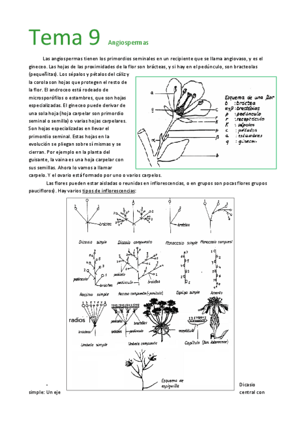 Miniatura del documento Tema 9  Angiospermas.pdf