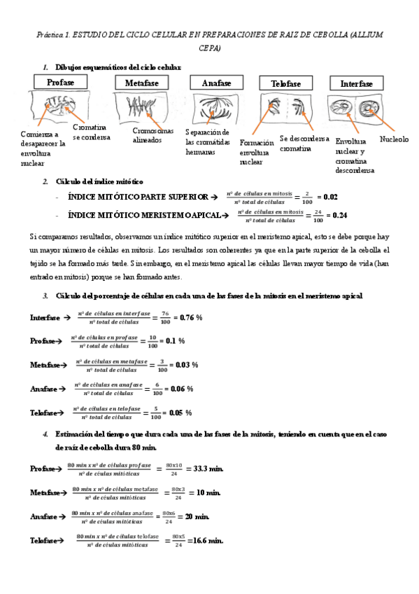 Miniatura del documento Practica-1.-Raiz-cebolla-.-pdf.pdf