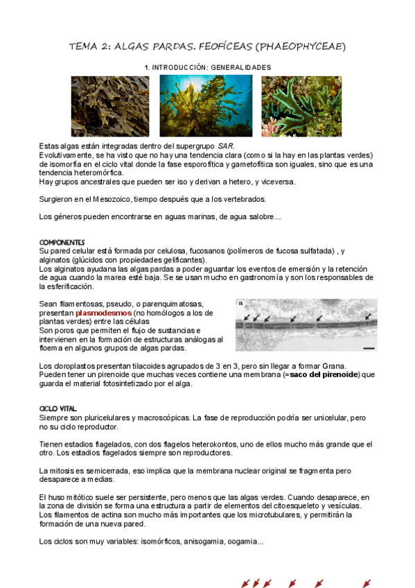 Miniatura del documento T2Algas-Pardas.pdf