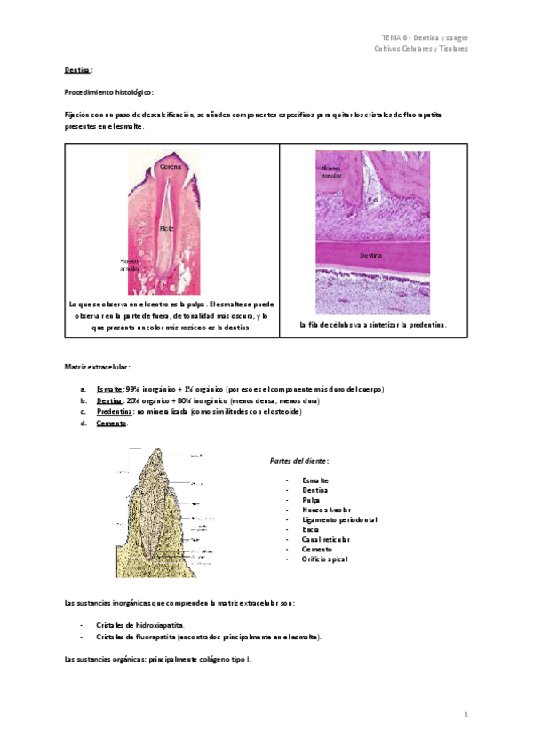Miniatura del documento TEMA-6-Dentina-y-sangre.pdf