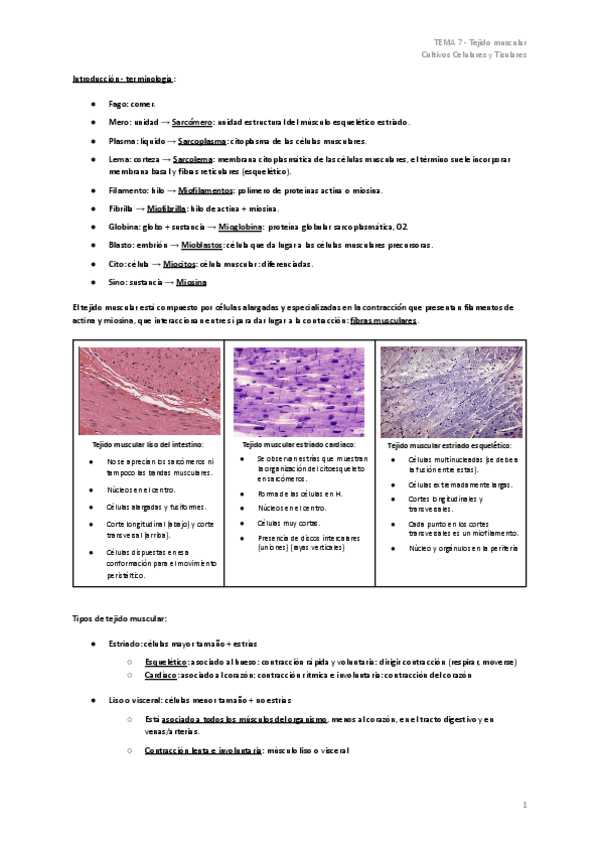 Miniatura del documento TEMA-7-Tejido-muscular.pdf