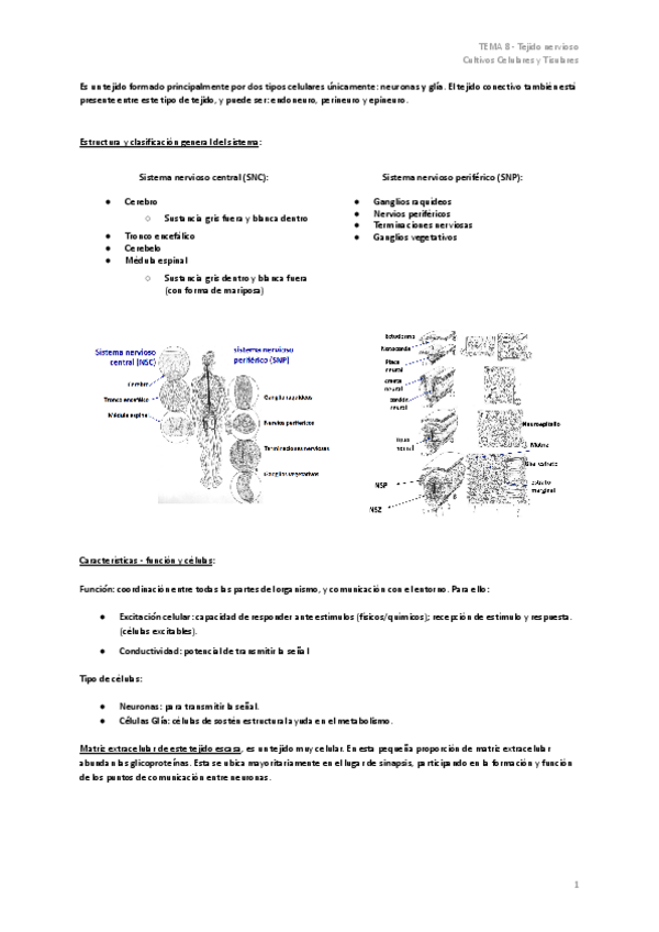 Miniatura del documento TEMA-8-Tejido-nervioso.pdf