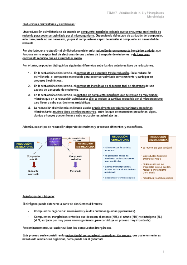 Miniatura del documento TEMA-7-Asimilacion-de-N-S-y-P-inorganicos.pdf