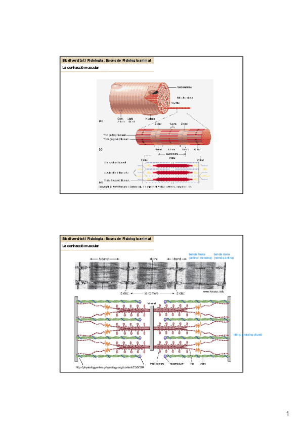 Miniatura del documento BIF.-TEMA-7.-CELLULES-MUSCULARS.pdf