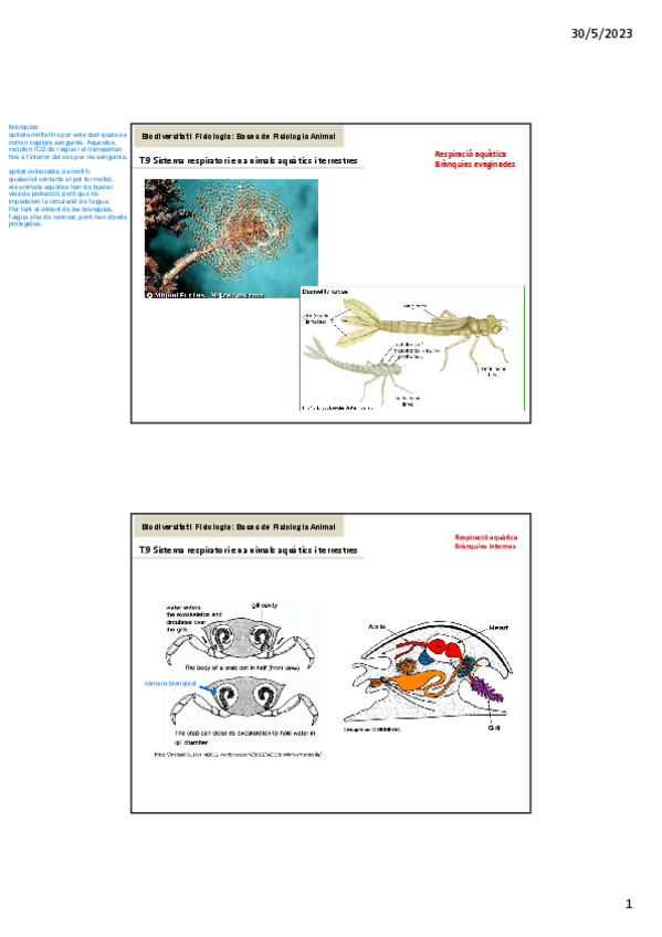 Miniatura del documento BIF.-TEMA-9.-SISTEMES-RESPIRATORIS.pdf