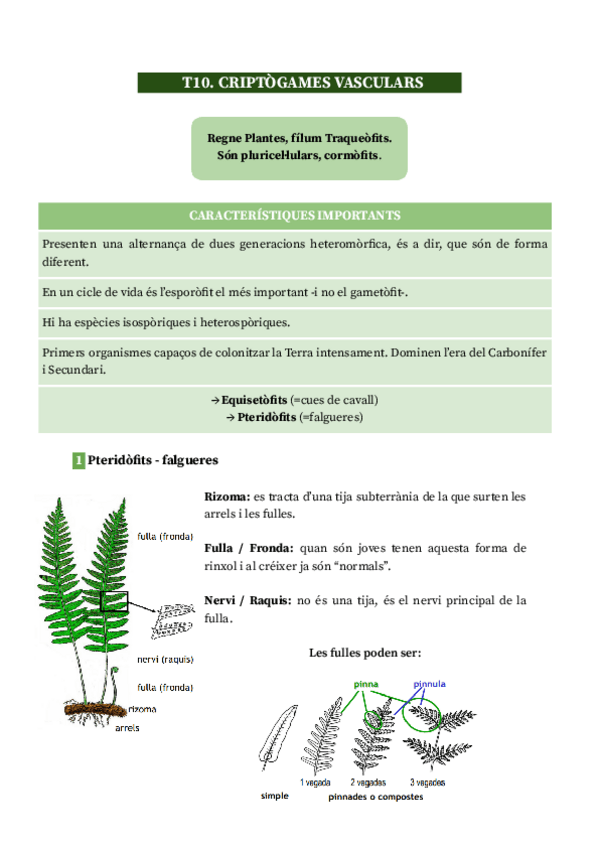 Miniatura del documento T10.-Criptogames-vasculars.pdf