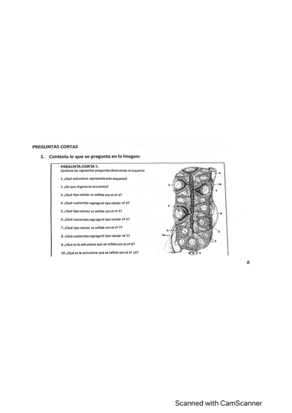 Miniatura del documento Preguntas-desarrollo-final-organografia.pdf