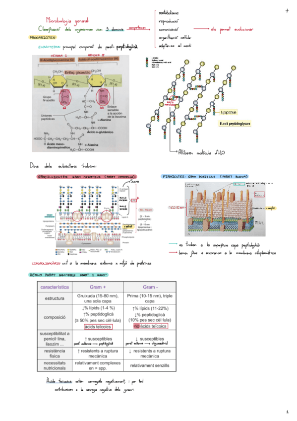 Miniatura del documento Procariotes-Eucariotes-I-Virus.pdf