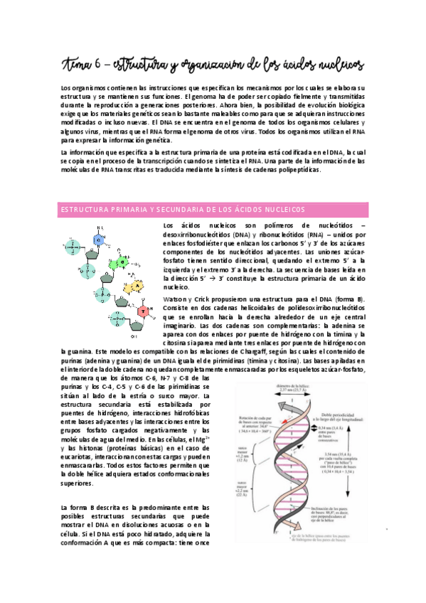 Miniatura del documento Tema 6 - estructura y organización de los ácidos nucleicos.pdf