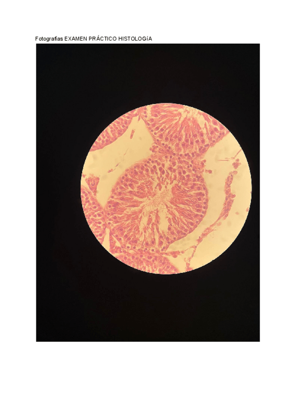 Miniatura del documento EX-PRACTICO-HISTOLOGIA.pdf