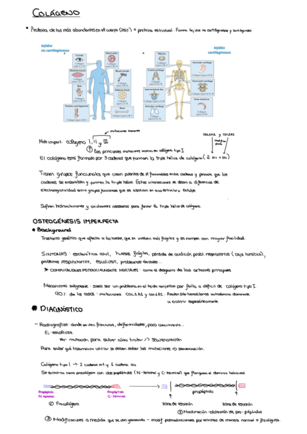 Miniatura del documento osteogenesis-imperfecta.pdf
