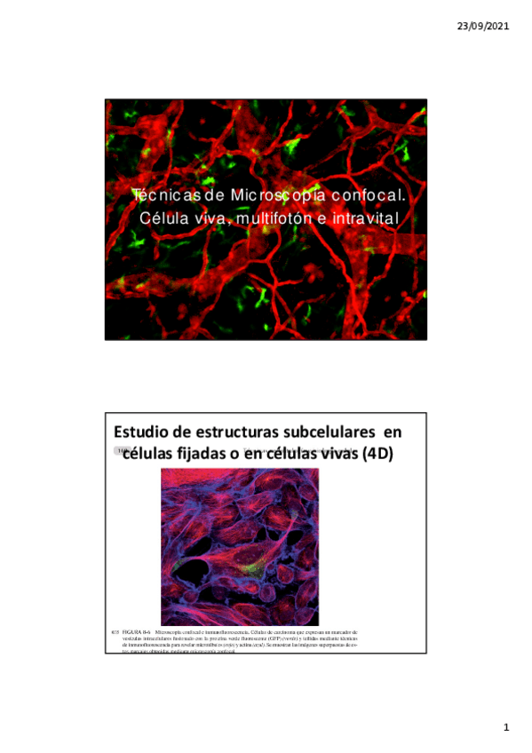 Miniatura del documento Microscopia-fluorescente-y-confocal-2021-22.pdf
