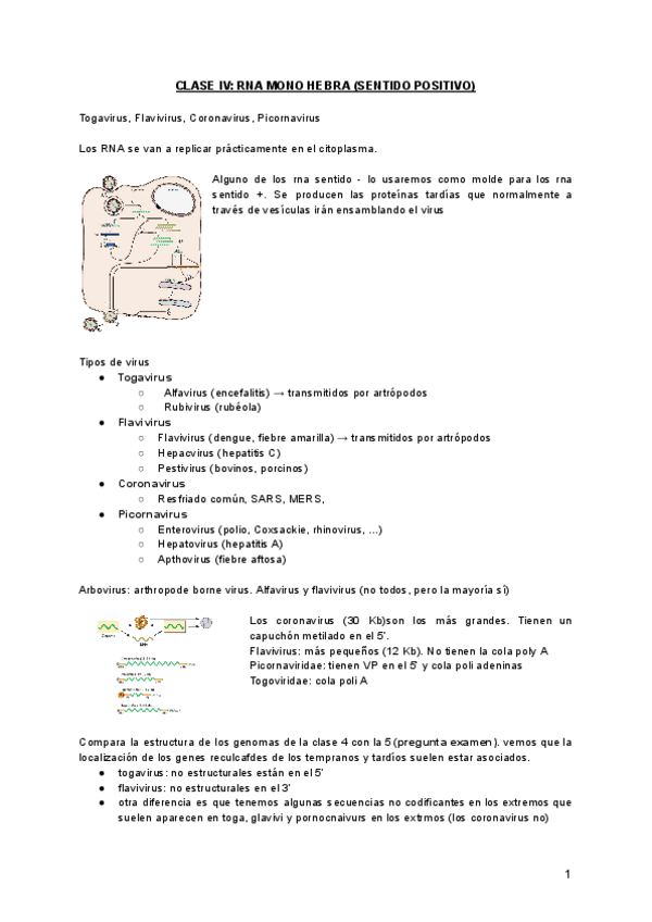 Miniatura del documento TEMA-9.-CLASE-IV-RNA-MONO-HEBRA-SENTIDO-POSITIVO.pdf