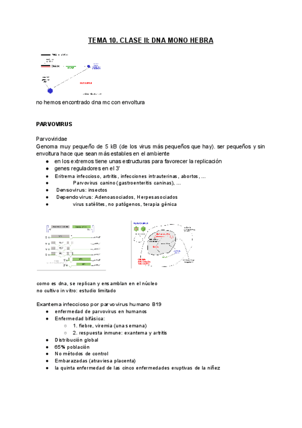 Miniatura del documento tema-10.-clase-II-DNA-mono-hebra.pdf