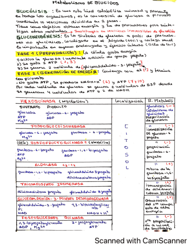 Miniatura del documento RESUMEN-T9-MET.GLUCIDOS.pdf