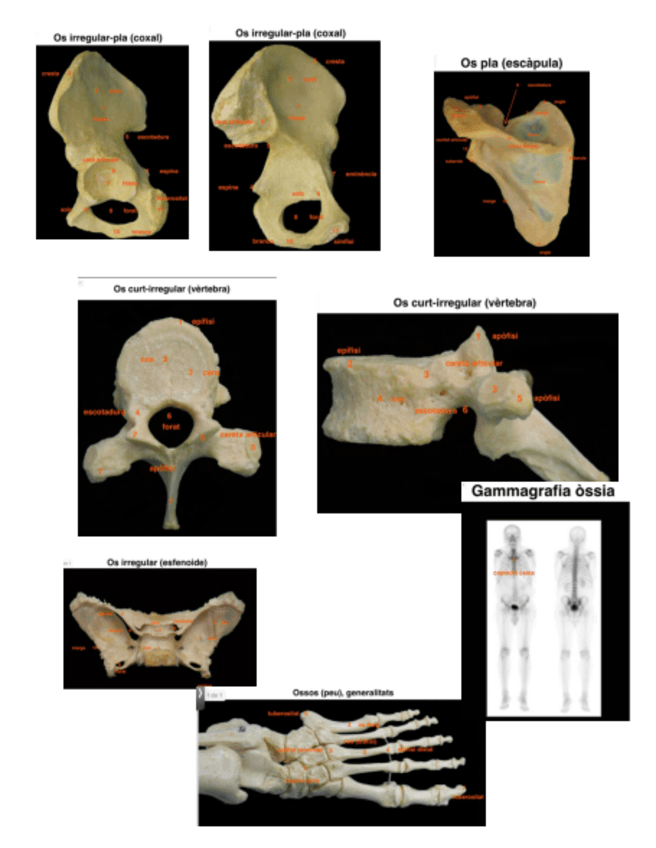 Miniatura del documento Disseccio-1.pdf
