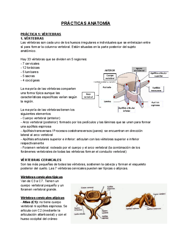 Miniatura del documento PRACTICAS-ANATOMIA.pdf