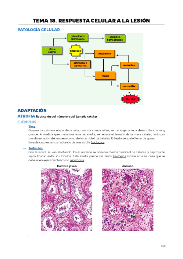 Miniatura del documento TEMA 18. RESPUESTA CELULAR A LA LESION.pdf