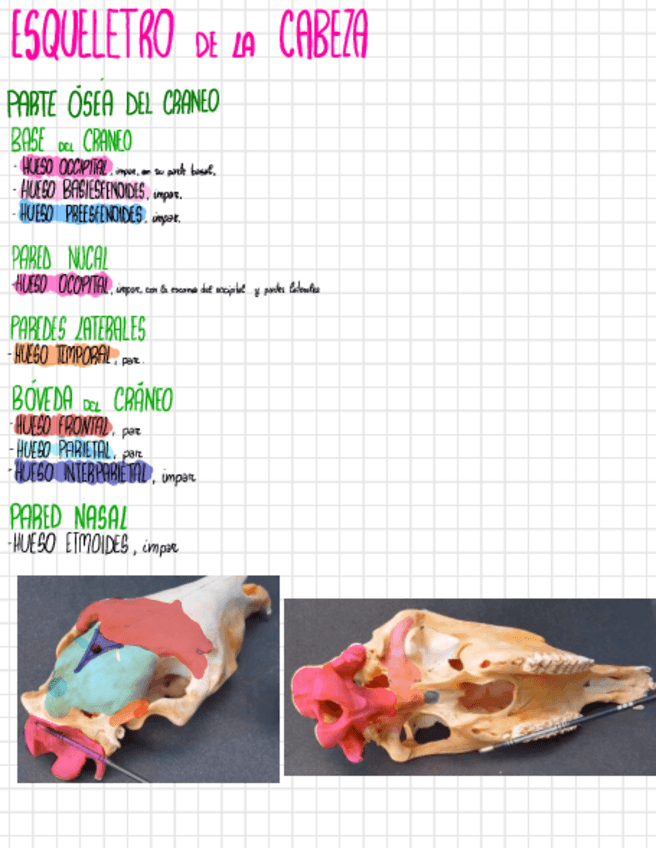 Miniatura del documento Esqueleto-y-diseccion-cabeza.pdf