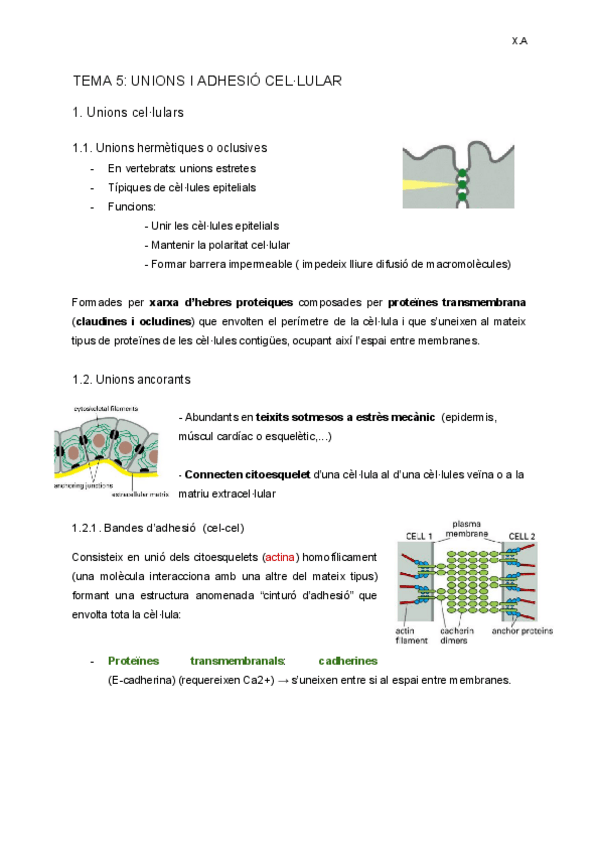 Miniatura del documento TEMA-5-Unions-i-Adhesio-Cellular.pdf