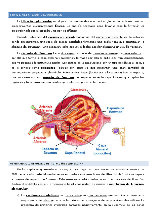 Miniatura del documento Tema-2-Filtracion-glomerular.pdf
