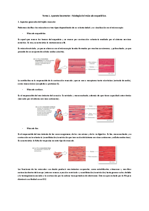 Miniatura del documento Tema-1-2-y-3-locomotor.pdf