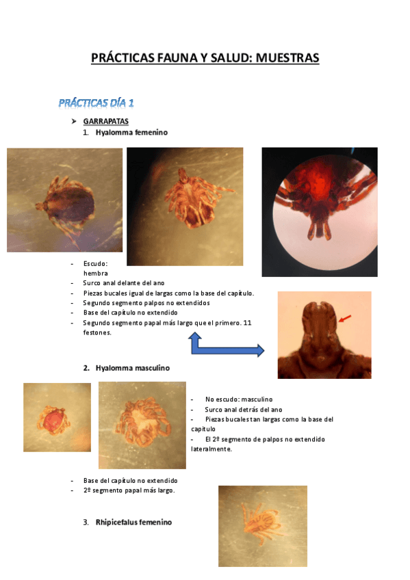 Miniatura del documento PRACTICAS-FAUNA-Y-SALUD.pdf