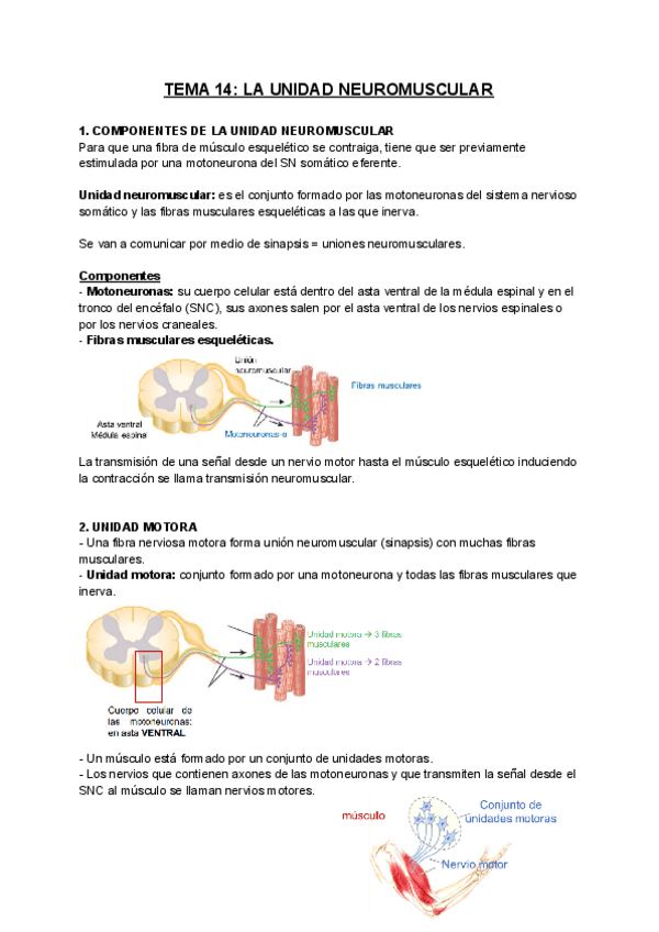 Miniatura del documento FISIOLOGIA-T14.pdf
