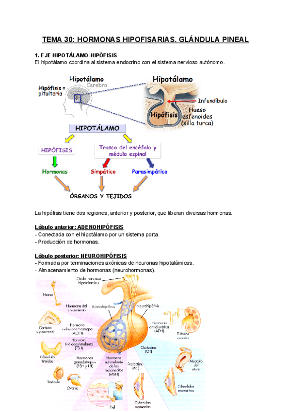 Miniatura del documento FISIOLOGIA-T30.pdf