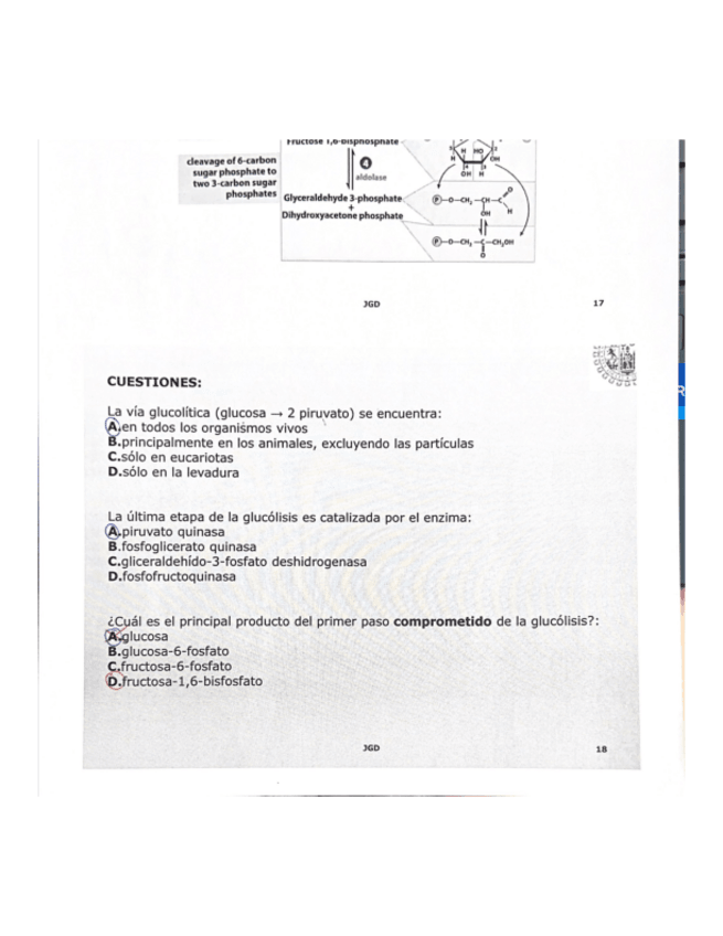 Miniatura del documento tema-9.-Glucolisis.pdf