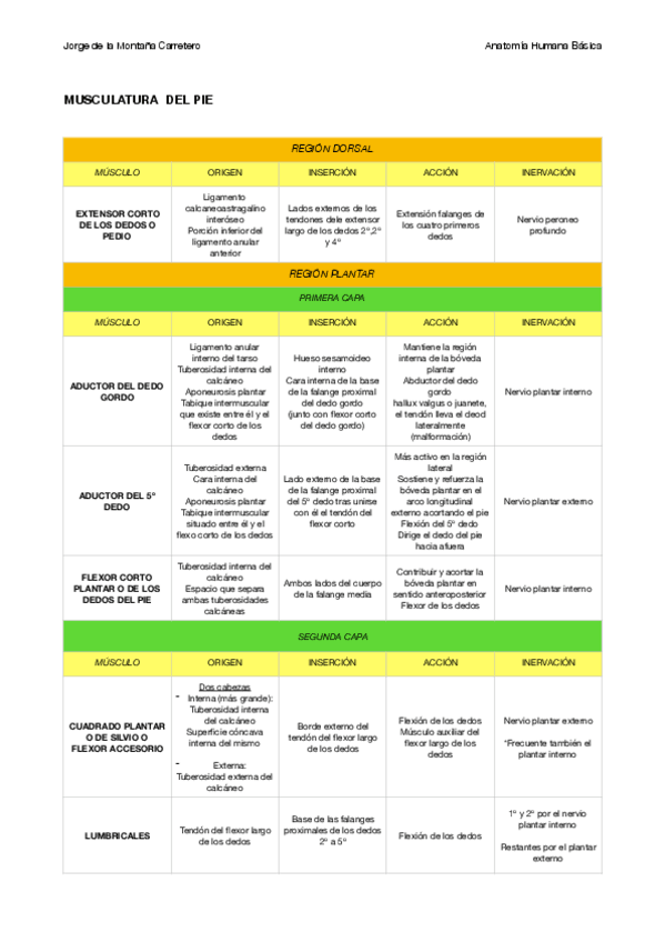 Miniatura del documento MUSCULATURA DEL PIE.pdf