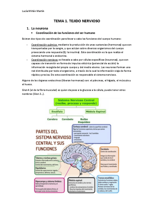 Miniatura del documento TEMA 1. wuolah.pdf