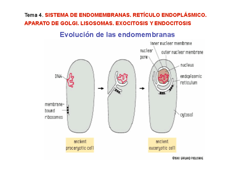 Miniatura del documento 10-SISTEMA-DE-ENDOMEMBRANAS.pdf