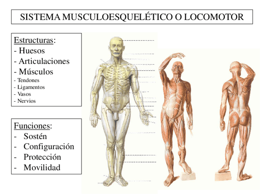 Miniatura del documento Sistema-locomotor-Anatomia.pdf
