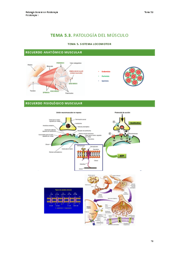 Miniatura del documento TEMA-5.3-PATOLOGIA.pdf
