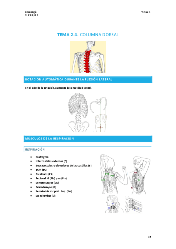 Miniatura del documento TEMA-2.4-CINESIOLOGIA.pdf