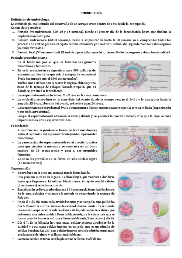 Miniatura del documento 13.-EMBRIOLOGIA.pdf