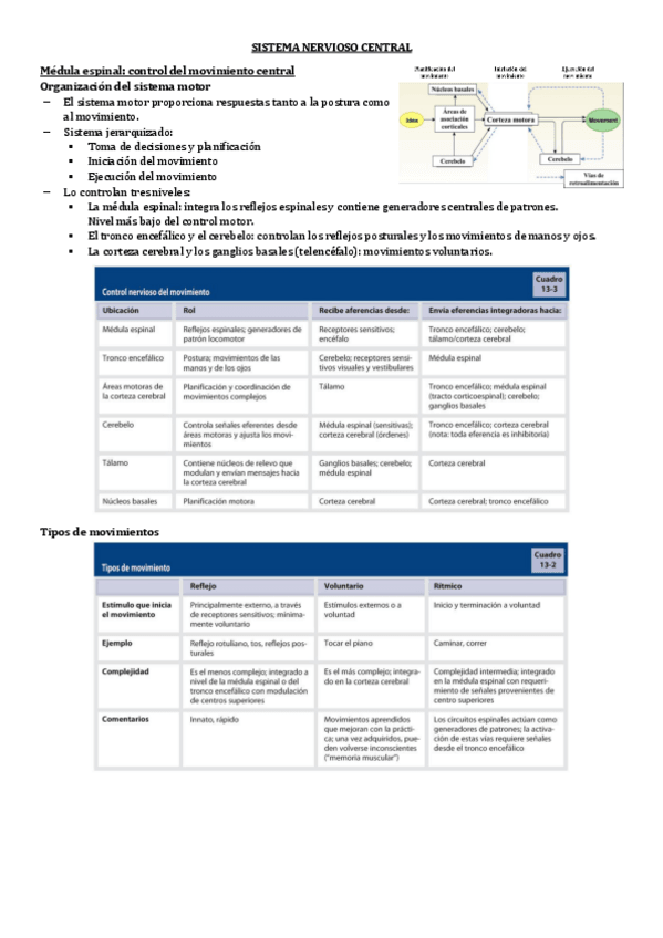 Miniatura del documento 2.3-SISTEMA-NERVIOSO-CENTRAL.pdf